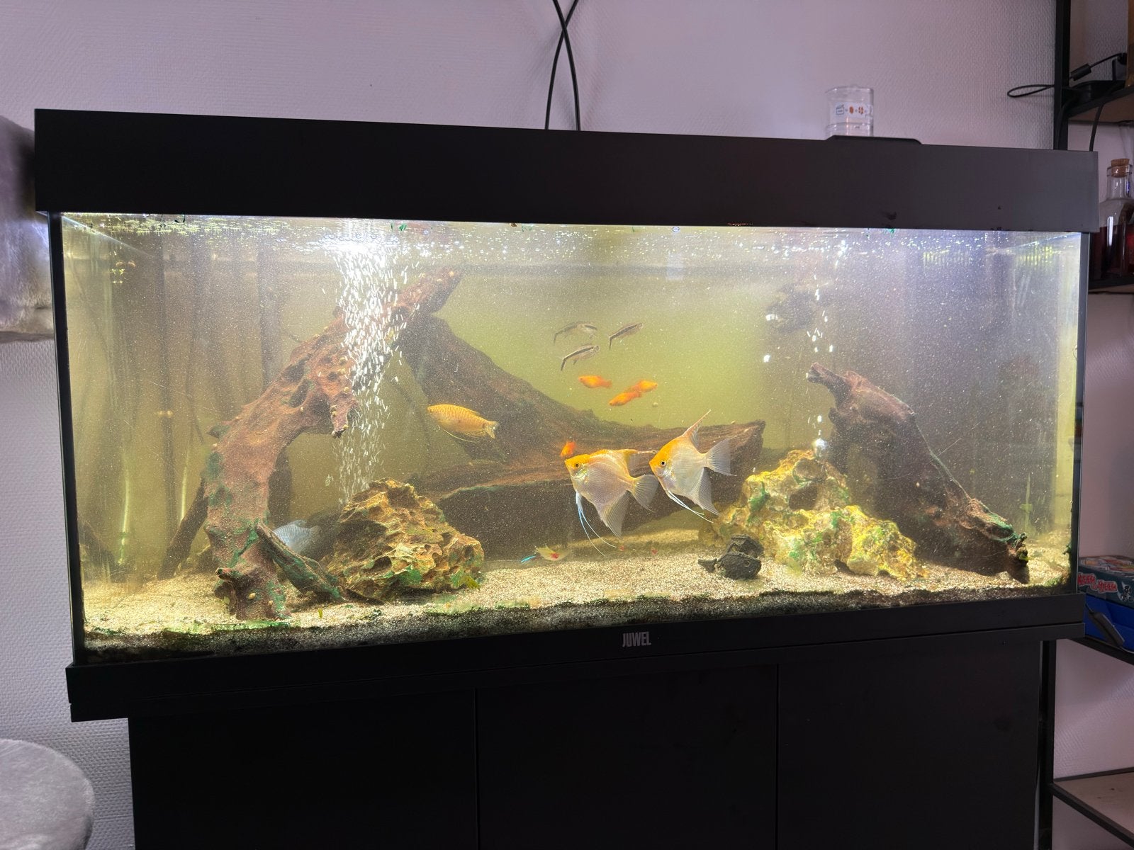 Juwel aquarium met alles erop en eraan, Dieren en Toebehoren, Ophalen, Gebruikt, Inclusief toebehoren, Gevuld zoetwateraquarium