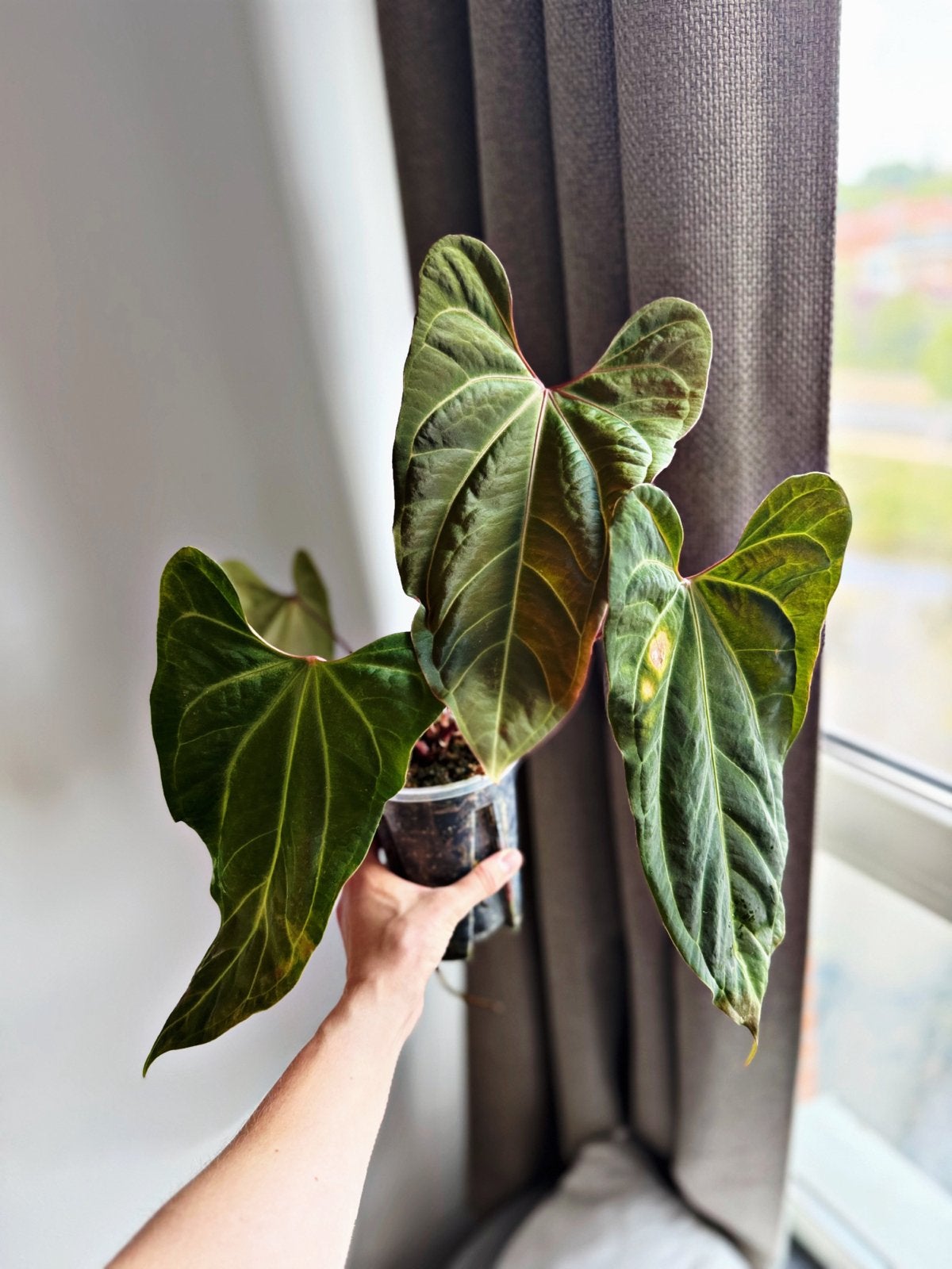 Complex anthurium Besseae aff. Hybride, Huis en Inrichting, Kamerplanten, Ophalen of Verzenden, Halfschaduw, Minder dan 100 cm