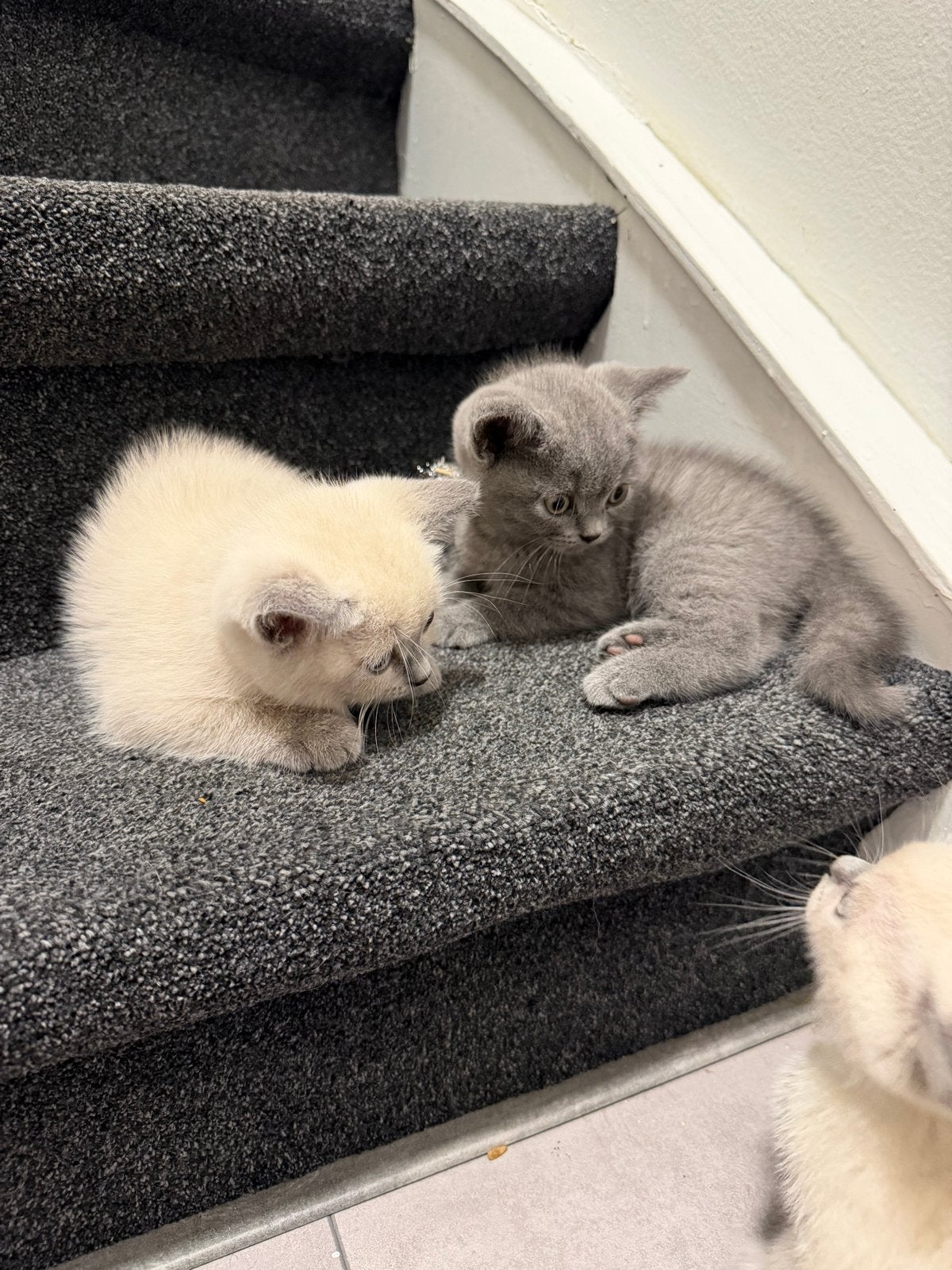 Lieve Britse kort haar kittens zoeken een nieuw thuis, Meerdere dieren