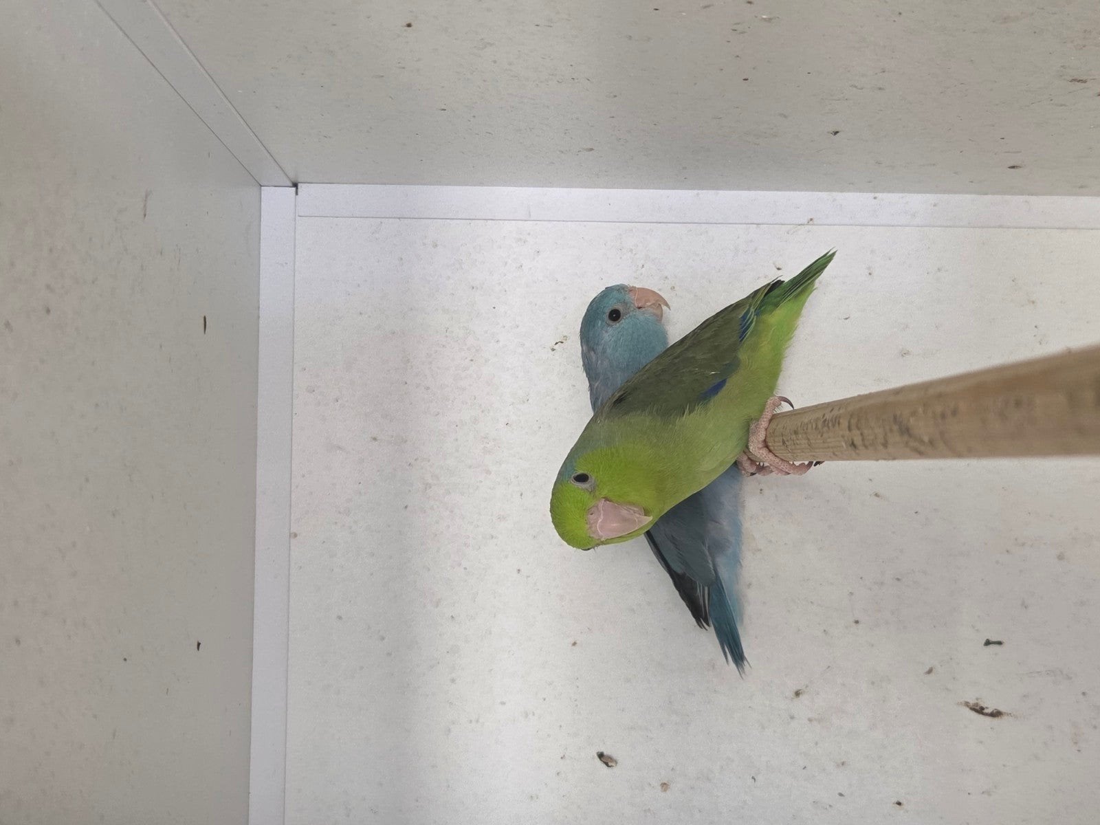 Diverse forpussen jong en kweekstellen, Dieren en Toebehoren, Vogels | Parkieten en Papegaaien, Meerdere dieren, Parkiet, Geringd