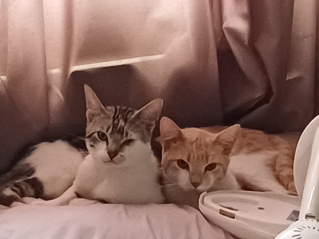 2 katten (katers), Dieren en Toebehoren, Kater, Kortharig, 0 tot 2 jaar
