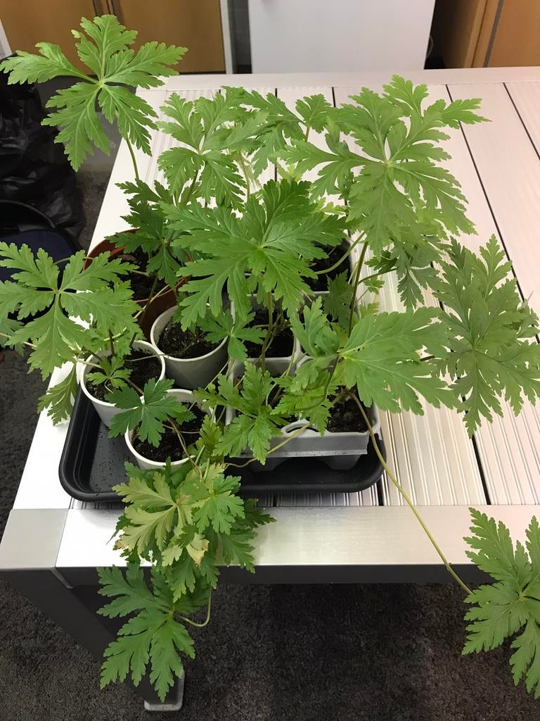 Stekken geranium Maderense, Overige soorten, Volle zon, Ophalen of Verzenden, Tweejarig