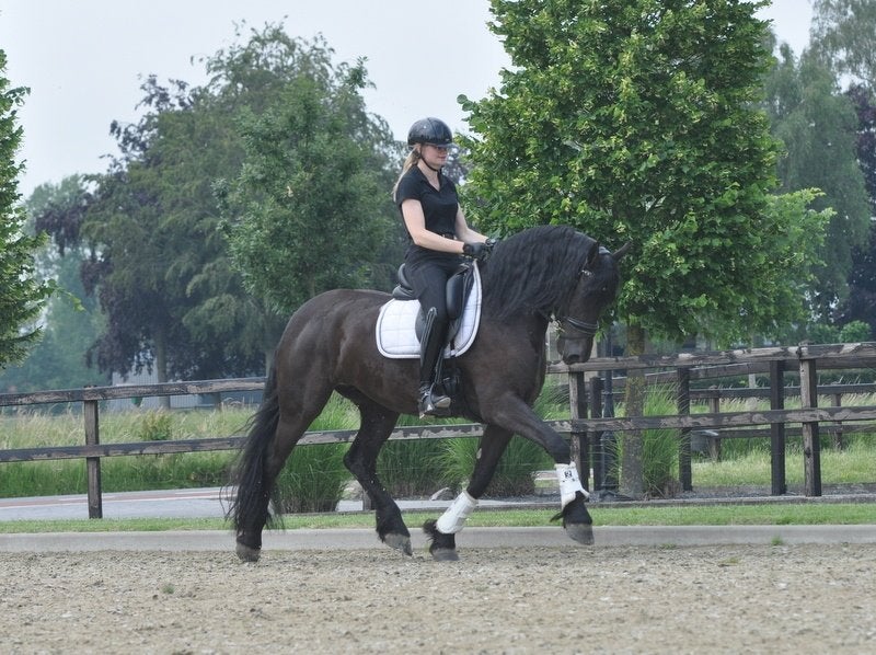 knappe 4 jarige friese merrie v.Jouwe, Merrie, Dressuurpaard, 3 tot 6 jaar, 165 tot 170 cm