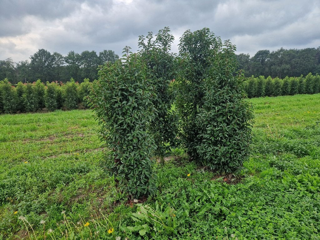 OPRUIMING Portugese Laurier Prunus Lucitanica 125-225 cm, Ophalen, Laurier, Haag, 100 tot 250 cm