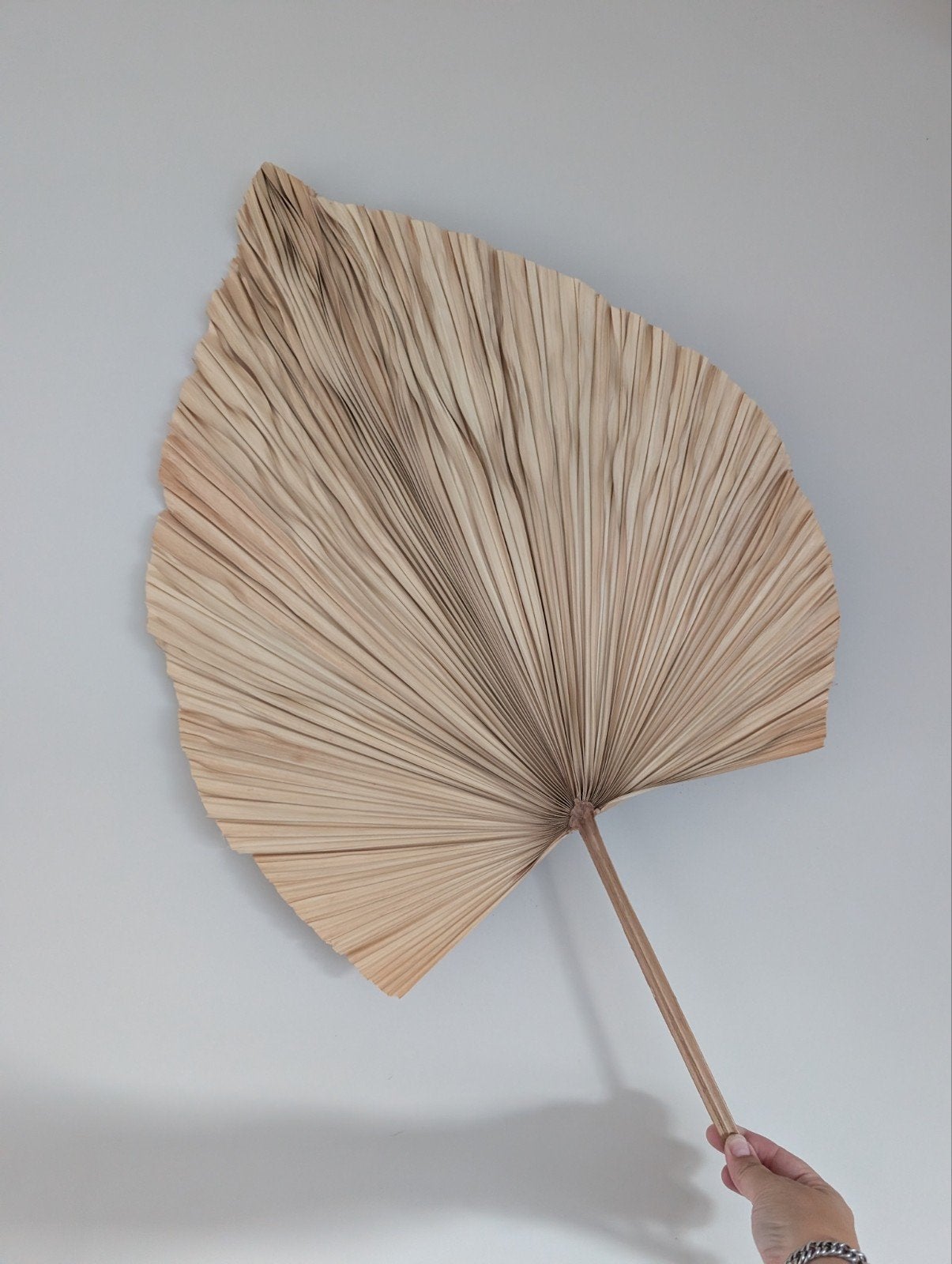 Groot gedroogd palmblad - Bohemian/Tropische decoratie, Ophalen, Binnen, Natuurlijk materiaal, Overige typen