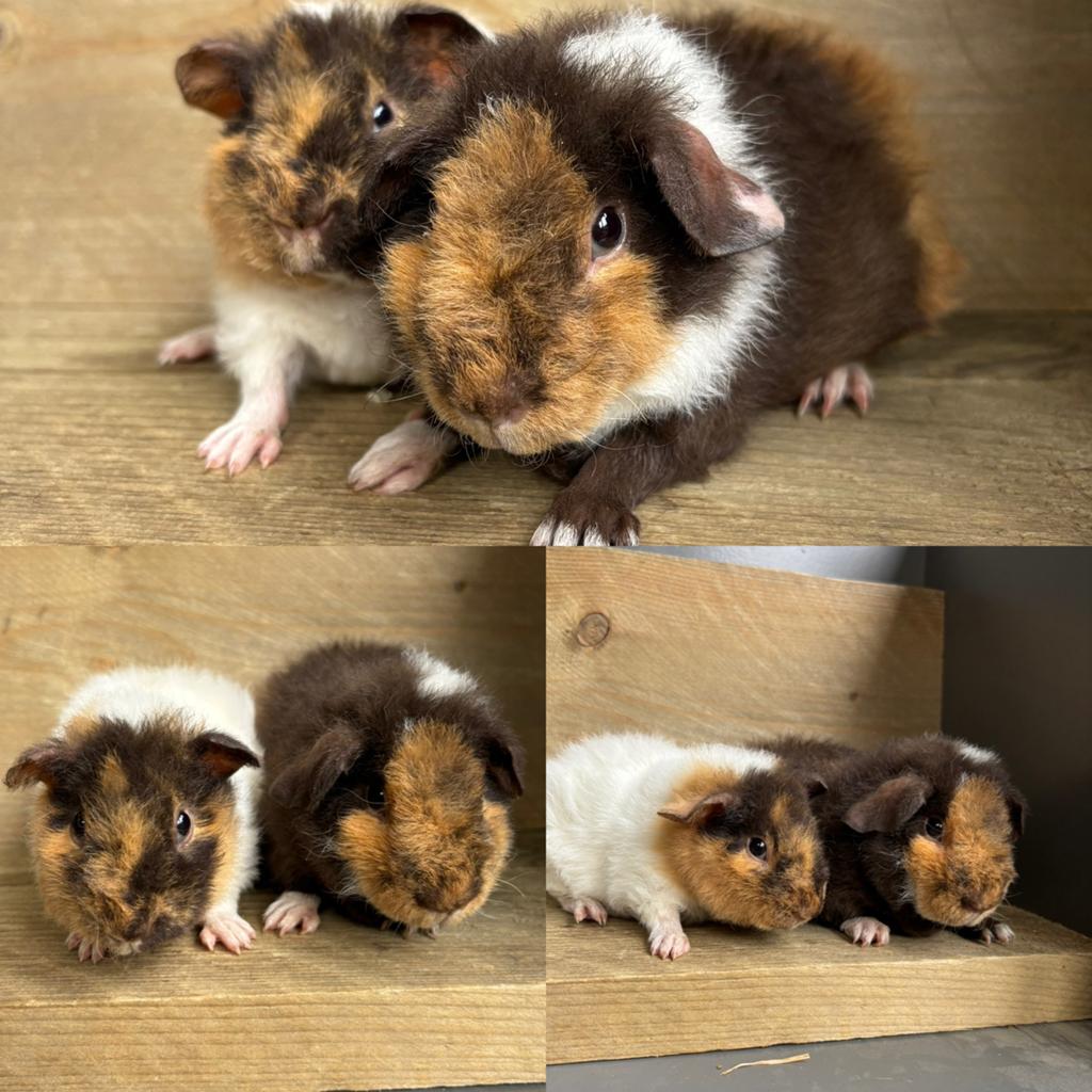 Us teddy broertjes …., Cavia, April, Mannelijk, Tam