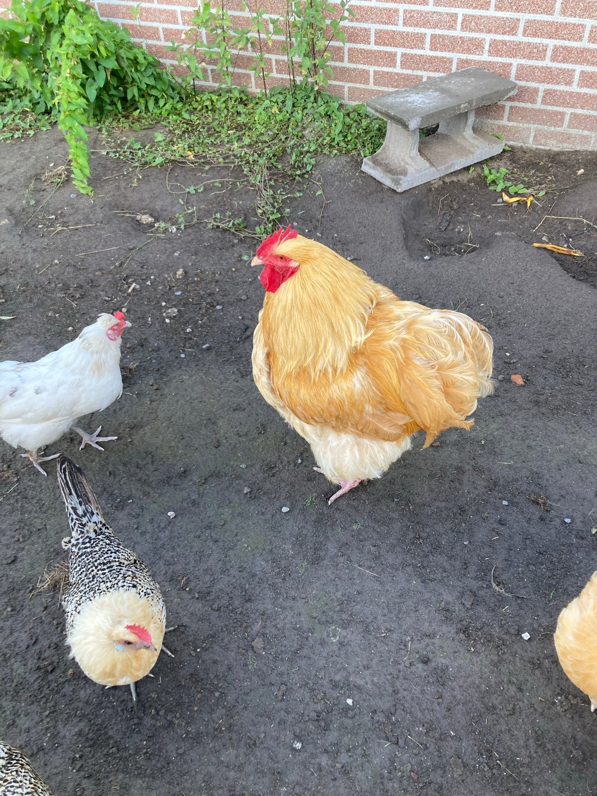 Orpington groot buff haan, Mannelijk, Kip