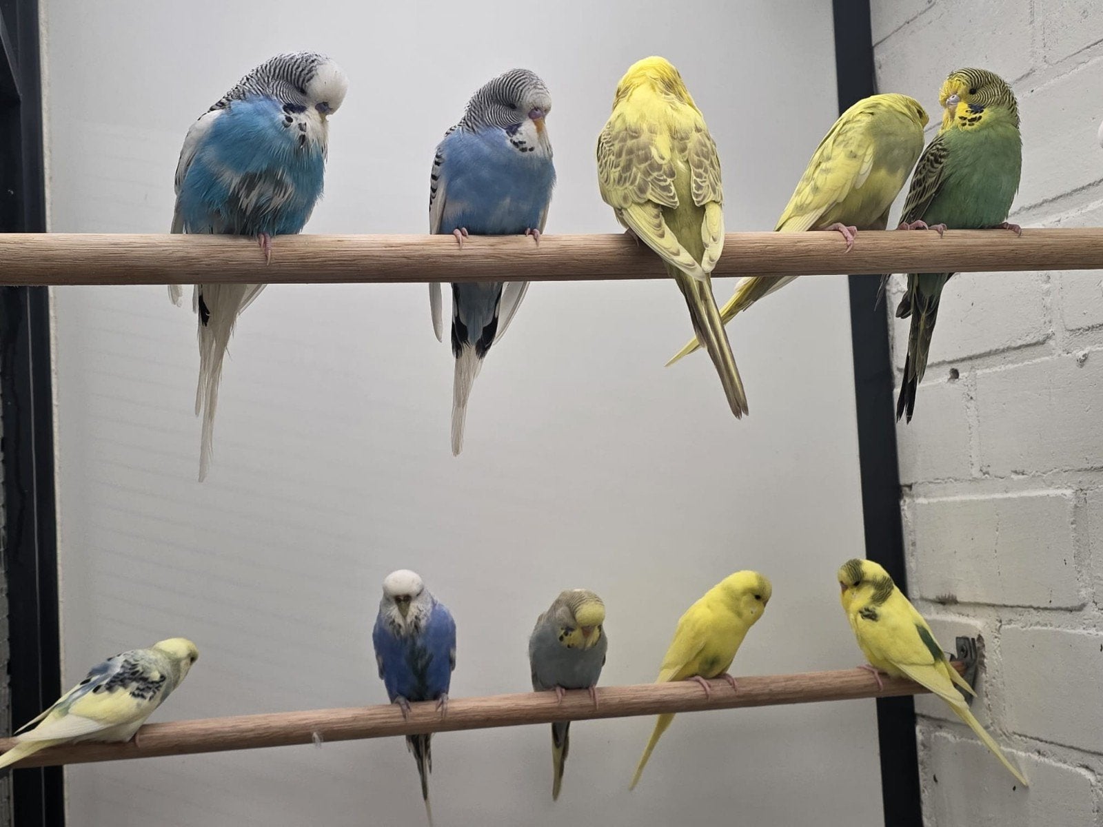 14 engelse parkieten afgelopen 6 maanden geboren, Meerdere dieren, Parkiet, Geringd