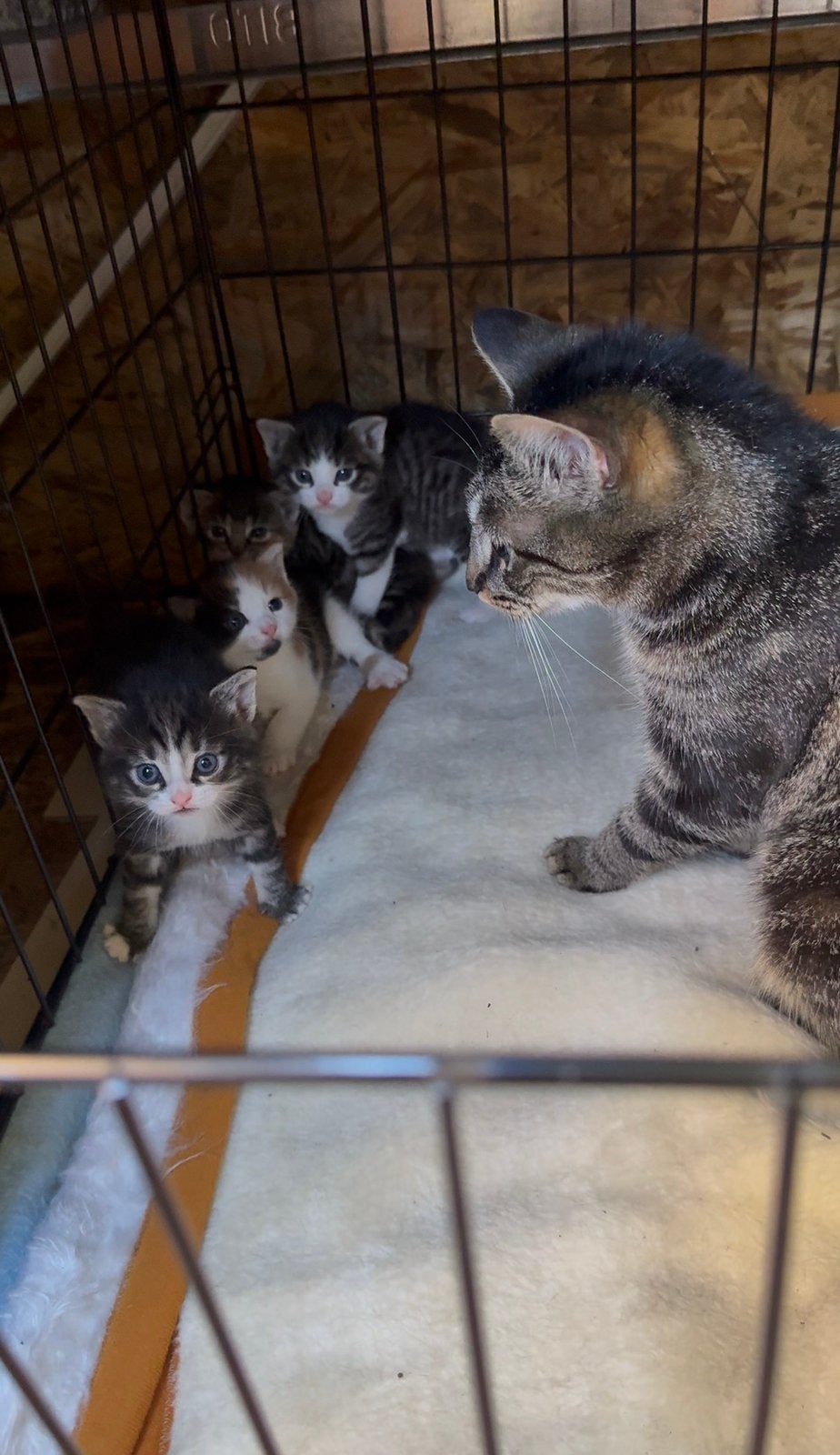 kittens zoeken nieuwe baasje, Meerdere dieren, Langharig, 0 tot 2 jaar