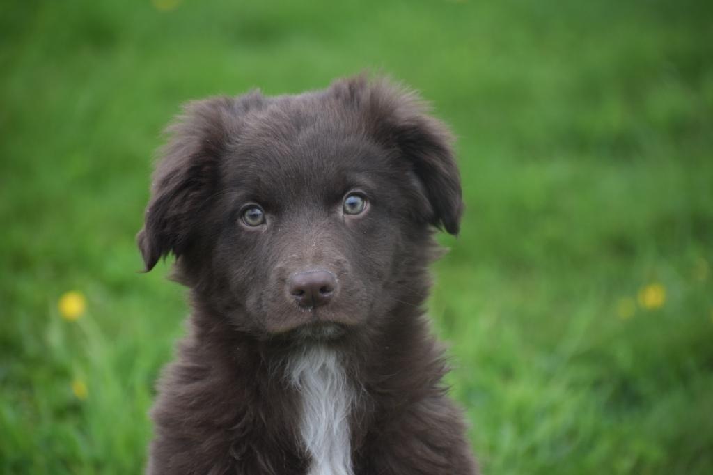 Border collie pups laatste uit nestje nog beschikbaar, Dieren en Toebehoren, Honden | Herdershonden en Veedrijvers, 15 weken tot 1 jaar