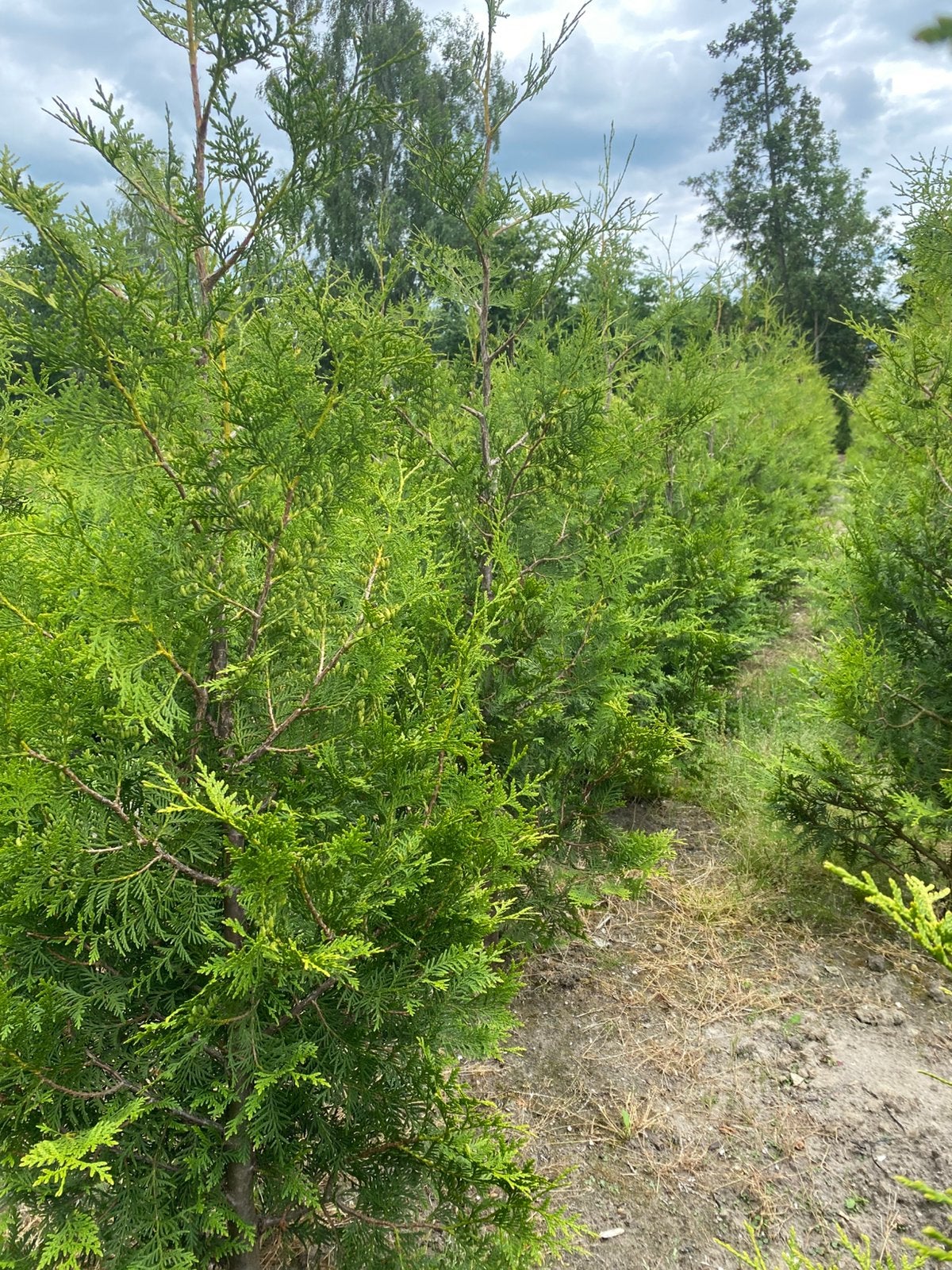 Haagconiferen thuya Brabant180cmopgegaasd en rondgestoken €7, Ophalen, Conifeer, 100 tot 250 cm