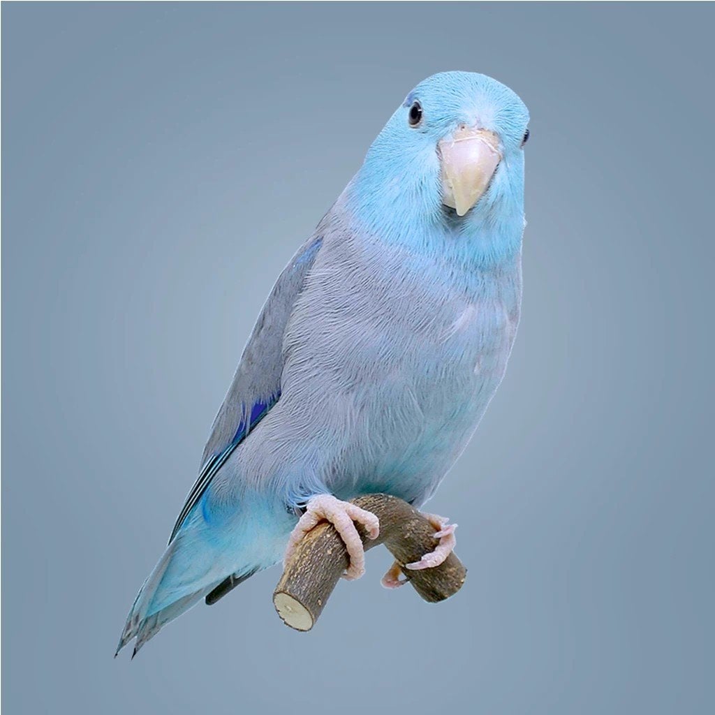 Te koop jonge Forpus coelestis,, Dieren en Toebehoren, Vogels | Parkieten en Papegaaien, Meerdere dieren, Papegaai