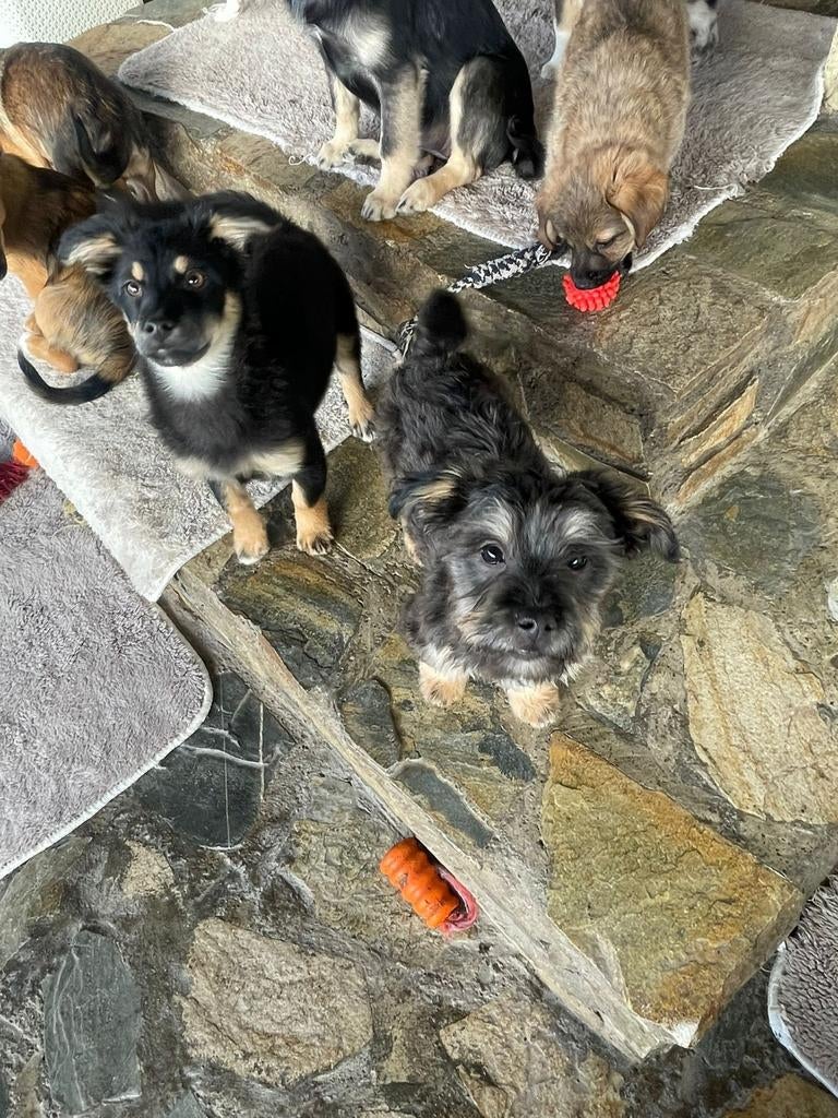 Puppy Lola herplaatser adoptie, Dieren en Toebehoren, Particulier, 15 weken tot 1 jaar, Buitenland, Parvo