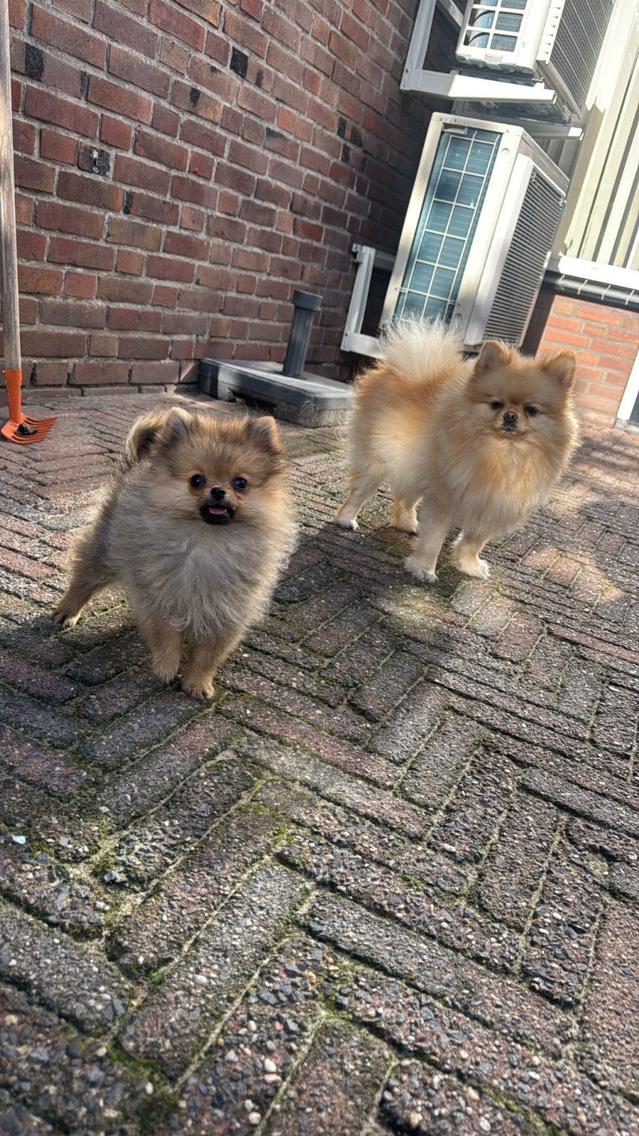 pomeriaan pup teefje, Particulier, 15 weken tot 1 jaar, Buitenland, Teef