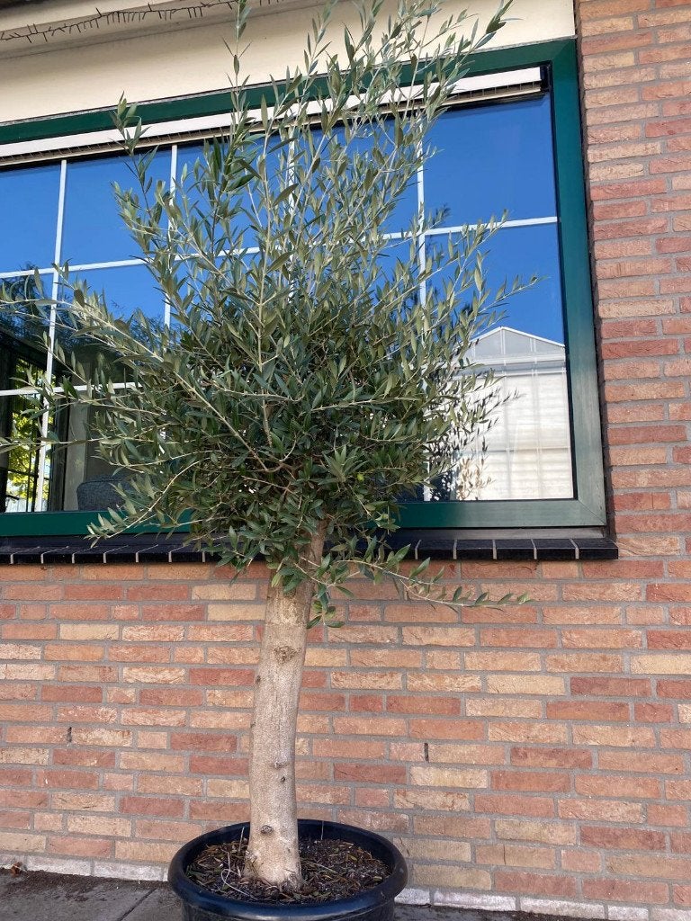 Dikke Olijfboom Olijfbomen Olea Europaea Blije olijfbomen, Tuin en Terras, Lente, 100 tot 250 cm, Olijfboom, Ophalen
