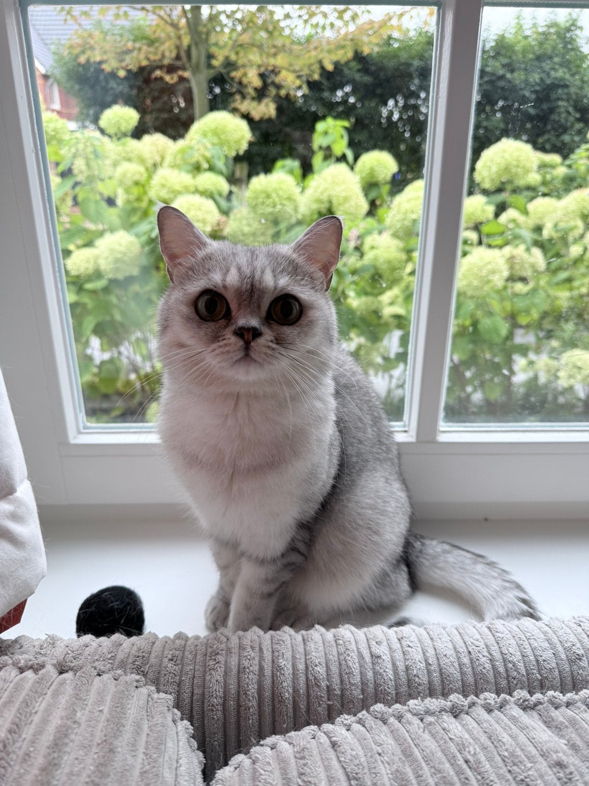 2 prachtige lieve Britse kortharen - katers - 3 jaar, Dieren en Toebehoren, Kater, Gechipt, 3 tot 5 jaar