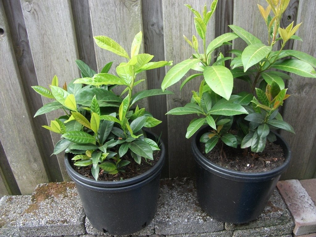 laurier stekken, Tuin en Terras, Ophalen of Verzenden, Laurier, Haag, Minder dan 100 cm