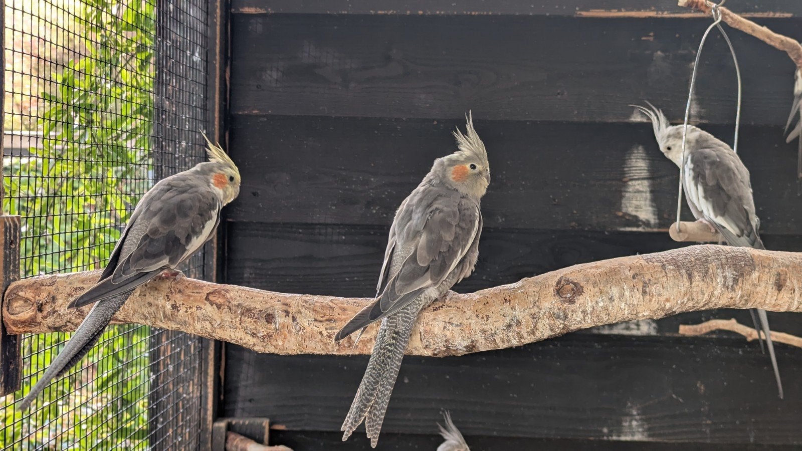 Jonge wildkleur valkparkiet man, Meerdere dieren, Parkiet