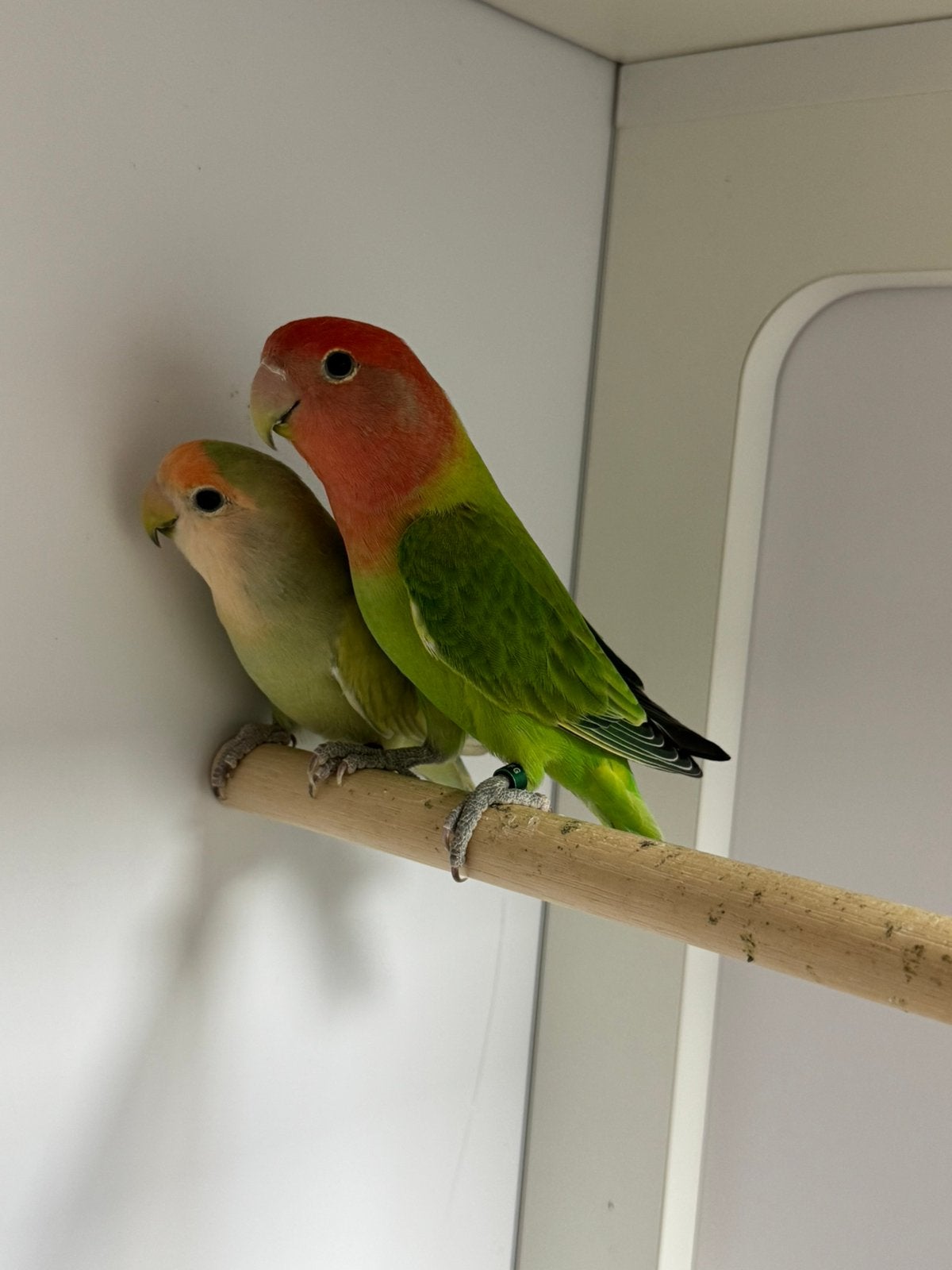 2x Agapornis roseicollie dwergpapegaai, Meerdere dieren, Papegaai