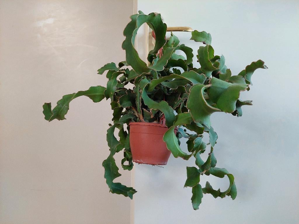 Epiphyllum Guatemalense -Krulbladcactus/Zaagcactus/Hangplant, Huis en Inrichting, Ophalen, Vetplant, Halfschaduw, Minder dan 100 cm
