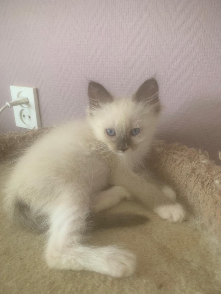 Ragdoll kittens te koop – 11 weken oud 🐾✨, Dieren en Toebehoren, Meerdere dieren, Ontwormd, 0 tot 2 jaar