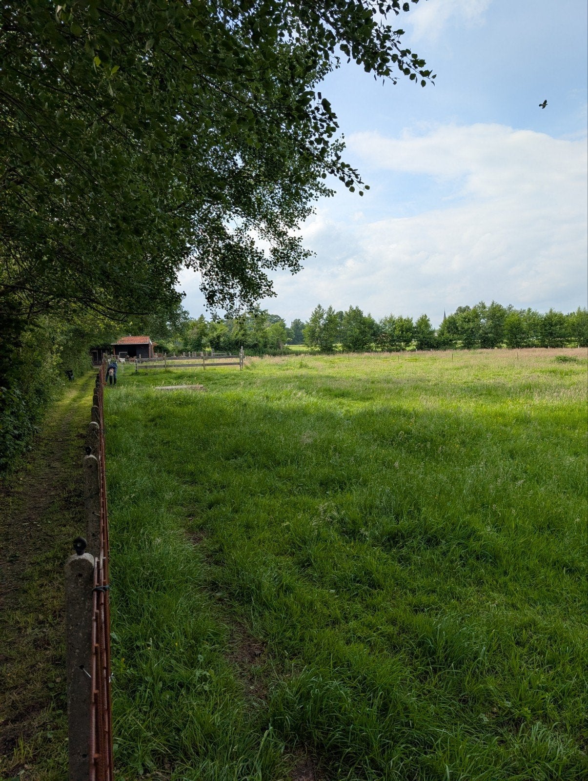 Paarden wei met stal in buitengebied Haaksbergen te huur., Dieren en Toebehoren, Paarden, Merrie, Recreatiepaard, 0 tot 2 jaar