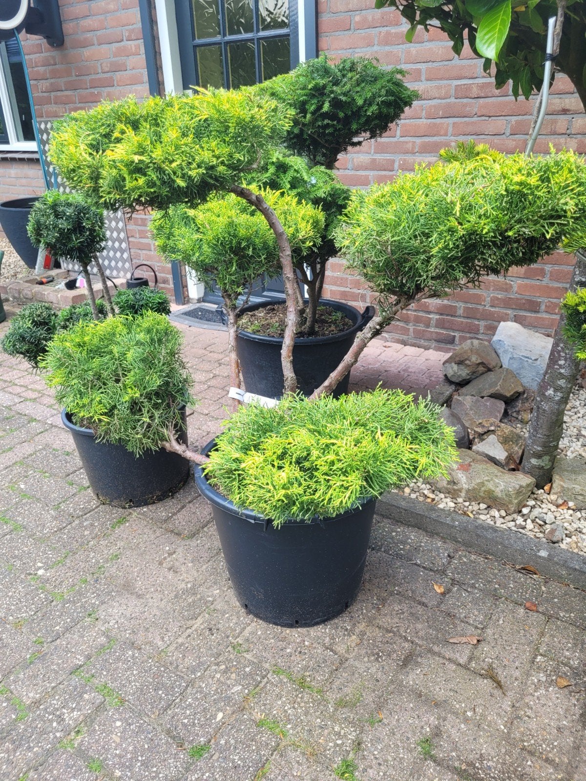 Juniperus vormsnoei - Unieke en decoratieve conifeer, Volle zon, Vaste plant, Bloeit niet, Ophalen