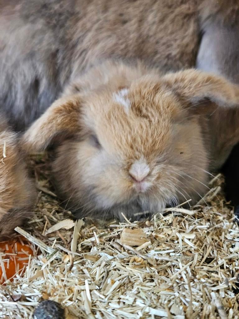 Prachtige minilops baby konijntjes hangoordwerg, Dieren en Toebehoren, Meerdere dieren, Dwerg, Hangoor