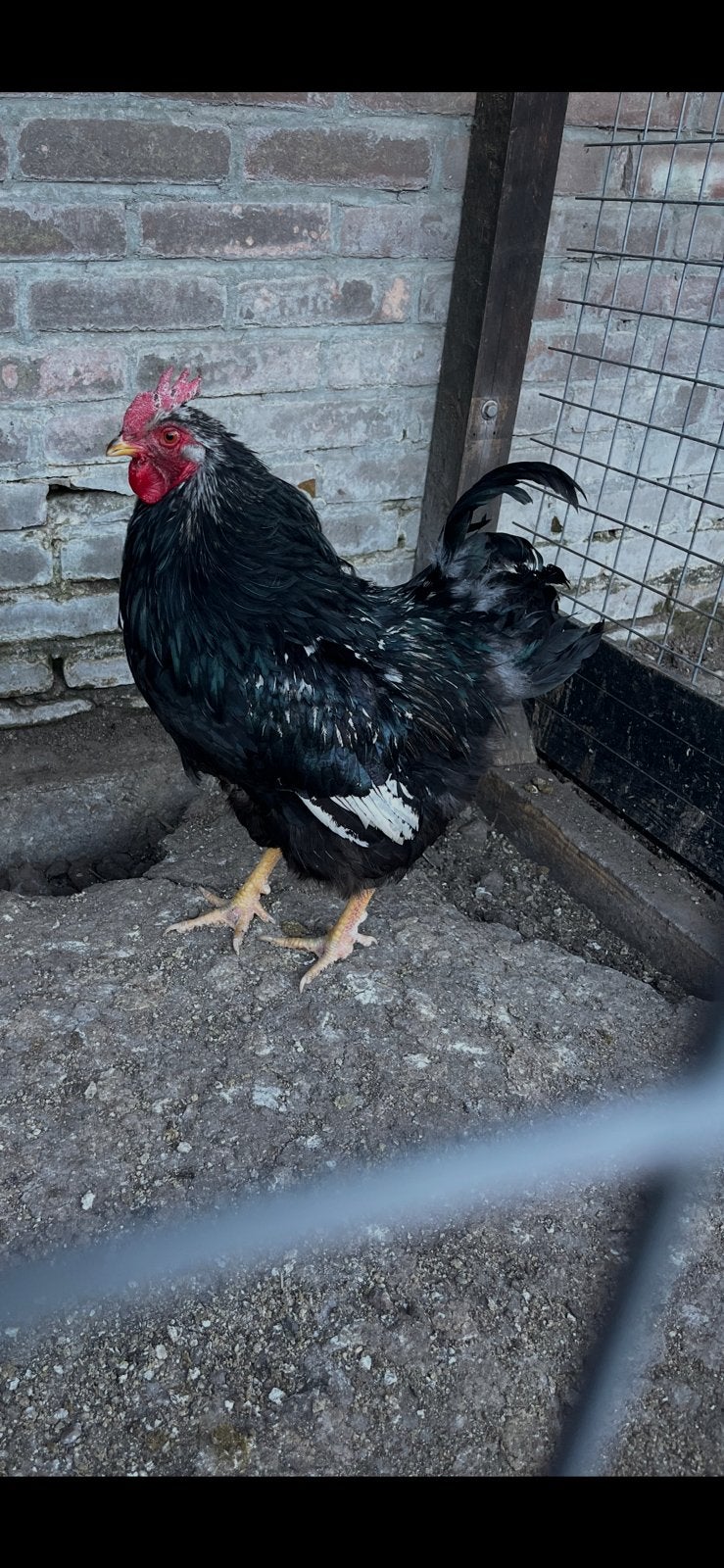 Barnevelder haan, Dieren en Toebehoren, Pluimvee, Mannelijk, Kip