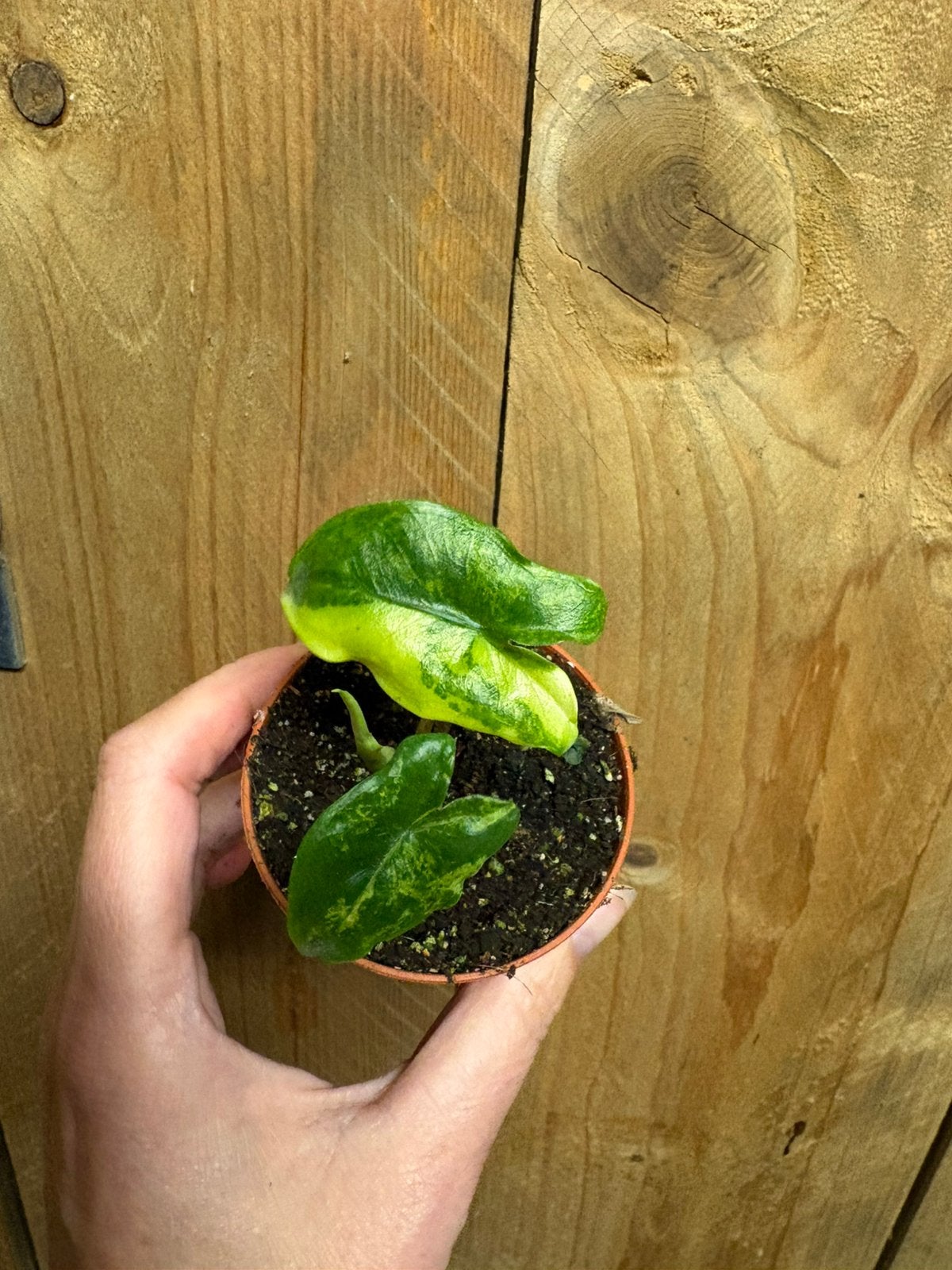 Alocasia tigrina superba plant aurea lemon variegata, Ophalen of Verzenden, Halfschaduw, Minder dan 100 cm