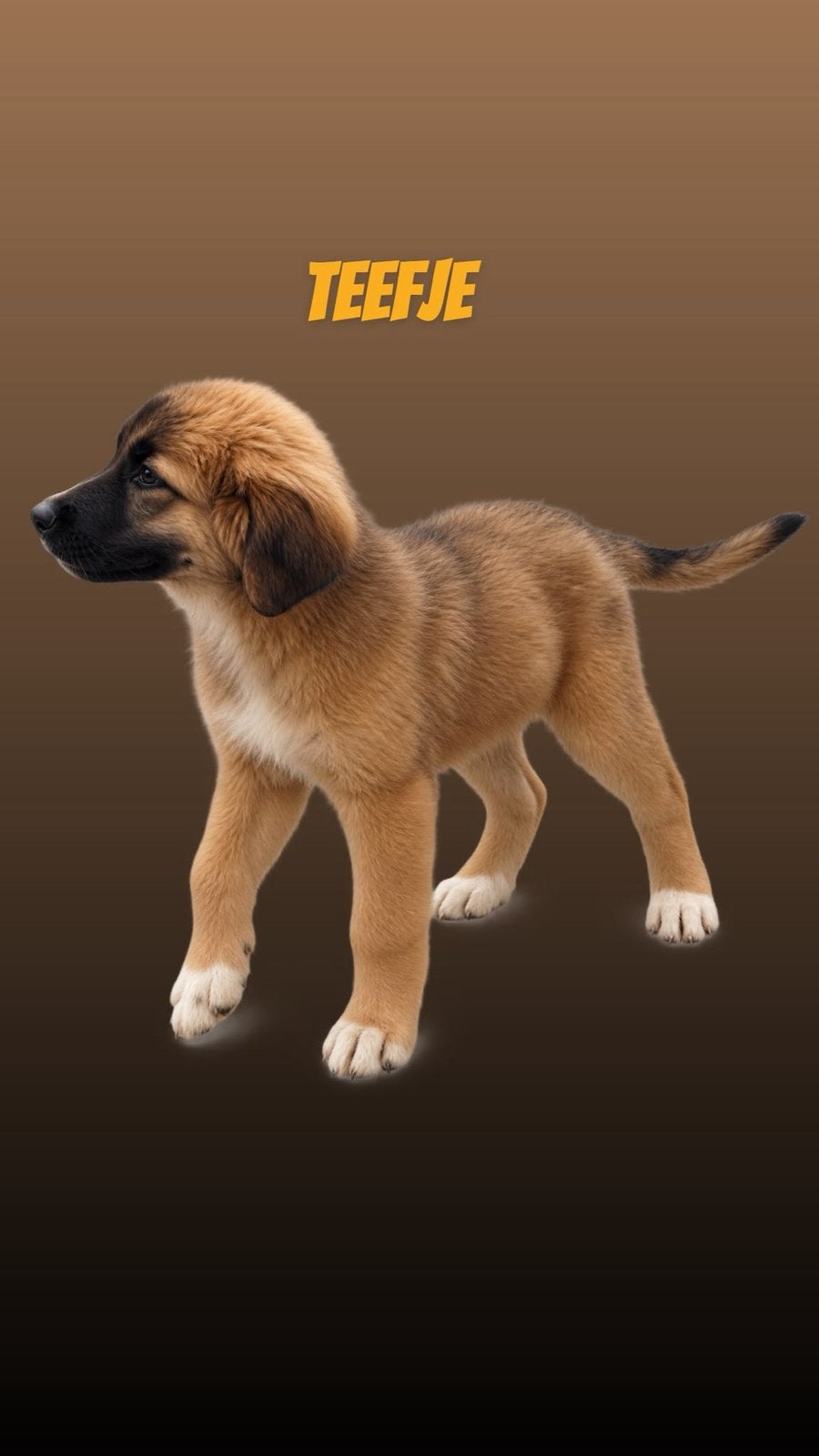 Prachtige pups berghond X sintbernard, Dieren en Toebehoren, Honden | Niet-rashonden, 8 tot 15 weken, Meerdere, Meerdere dieren