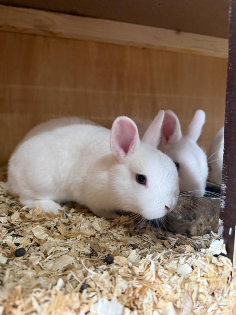 Blauwoog pooltjes, Meerdere dieren, Dwerg