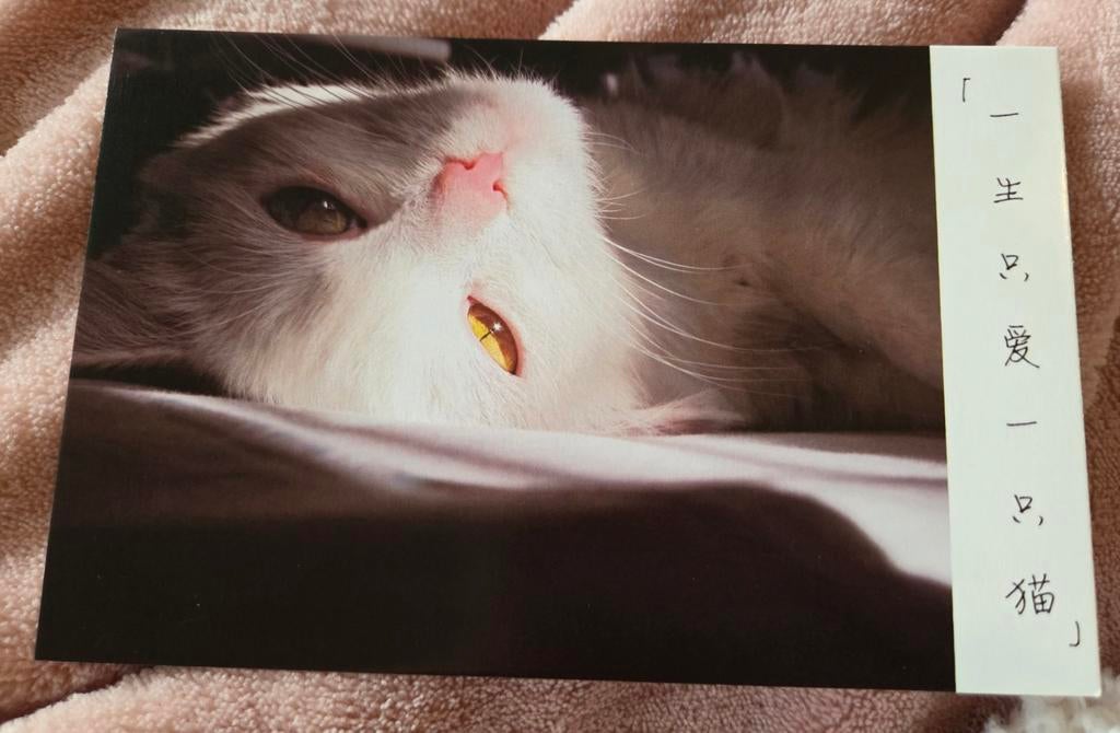 Witte poes - ANSICHTKAART, Verzenden, 1980 tot heden, Ongelopen, Hond of Kat