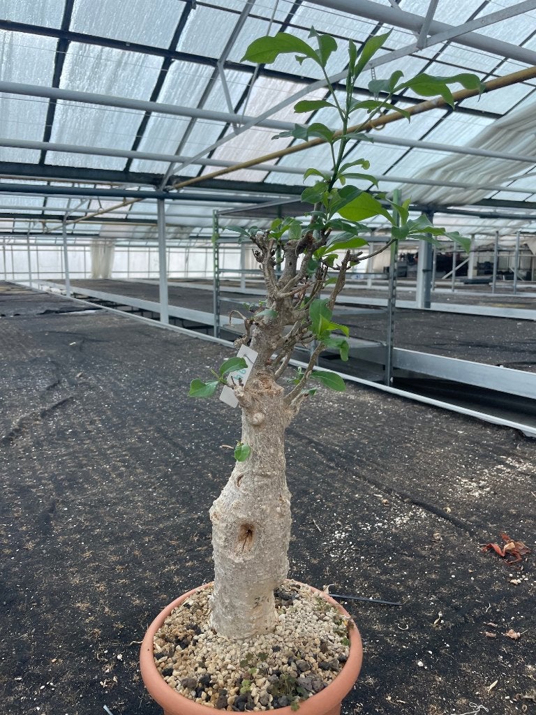 Caudex plant Afrikaanse Baobab (Adansonia Digitata)pot 23cm, Overige soorten, Ophalen of Verzenden, In pot, Minder dan 100 cm