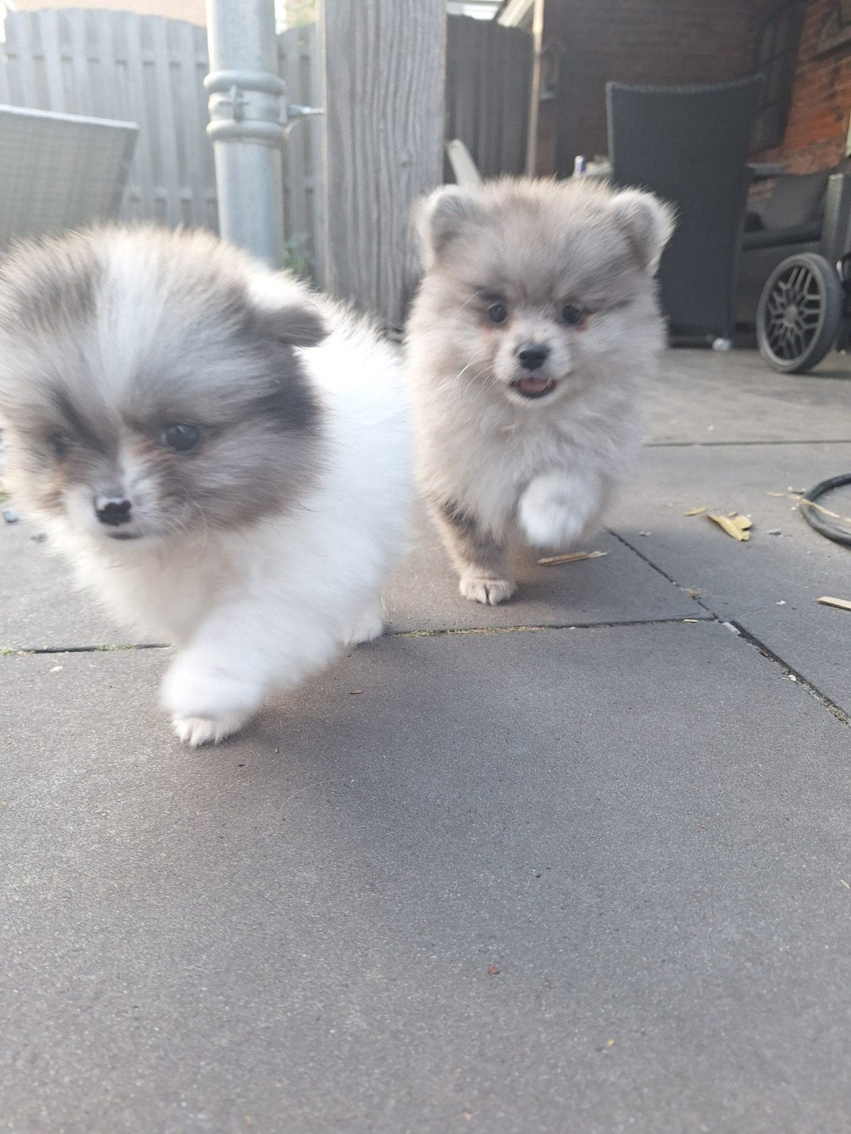 Laatste pomeriaan pup! Blue merle reu. Mag direct verhuizen, 8 tot 15 weken, Meerdere, Meerdere dieren, Nederland