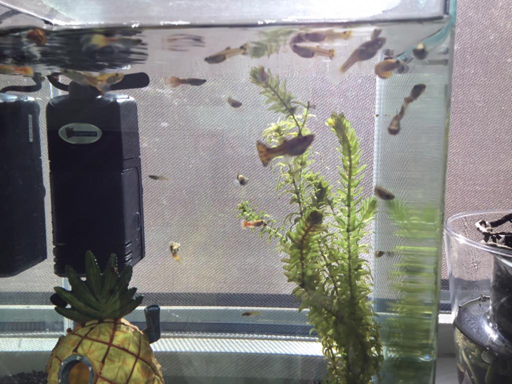 Guppy’s., Dieren en Toebehoren, Vissen | Aquariumvissen, Vis