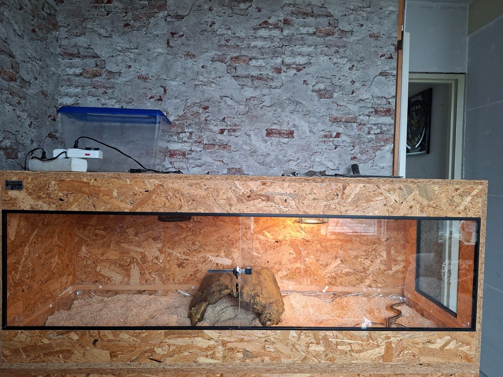 2 rattenslangen met of zonder terrarium, Ophalen
