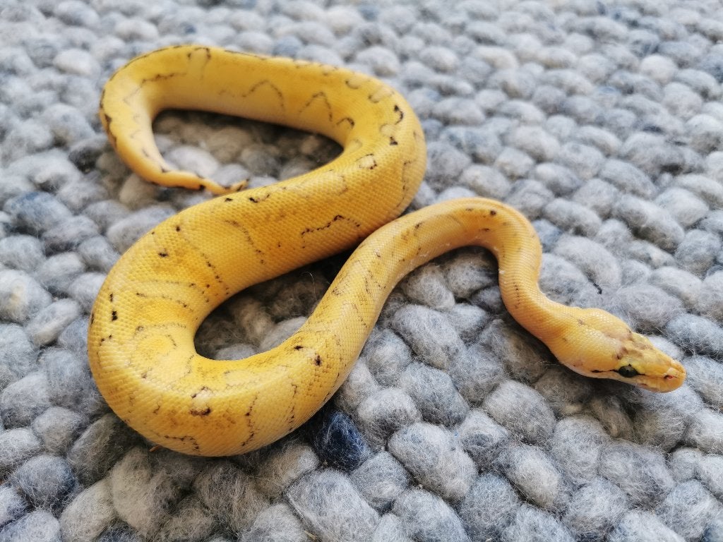 0.1 Champagne Super Enchi Pastel Koningspython Ball Python photo 2