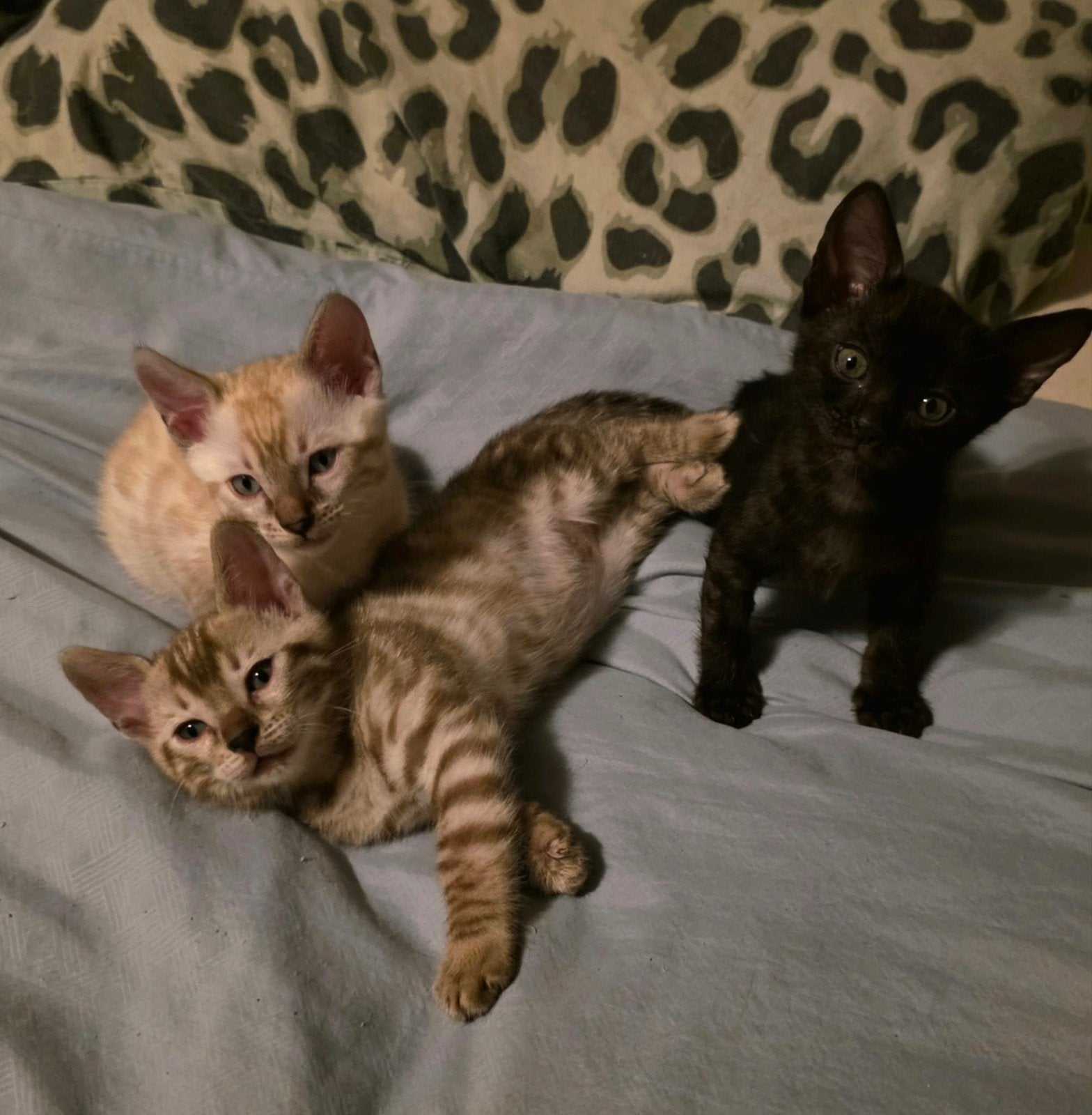 Ras zuivere bengaal kittens, Meerdere dieren, Gechipt, 0 tot 2 jaar