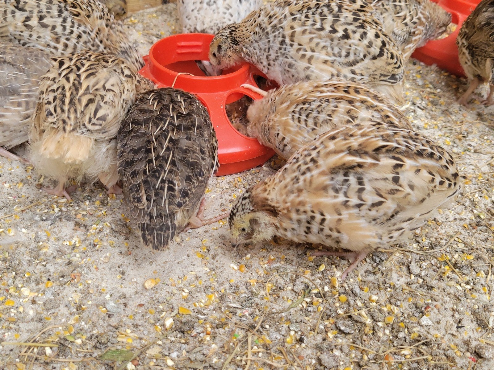 16 x jonge  Japanse Kwartels/ 4  weken oud, Dieren en Toebehoren, Pluimvee, Meerdere dieren, Overige soorten
