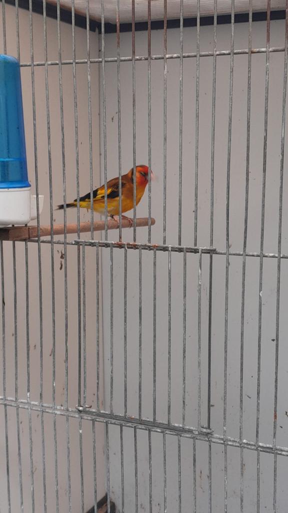 Major putter man geel, Dieren en Toebehoren, Vogels | Overige Vogels, Mannelijk, Wildzangvogel, Geringd