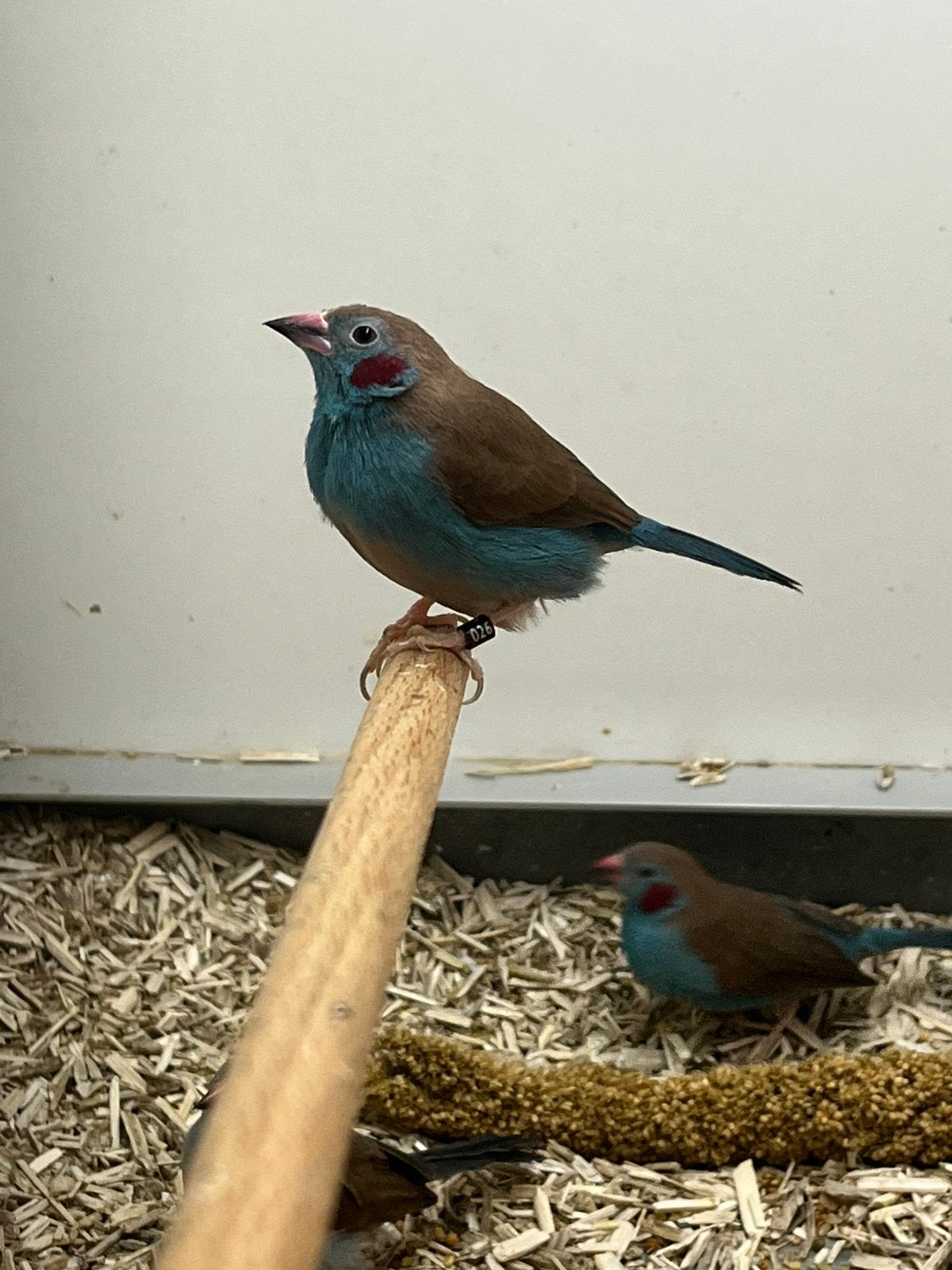 2-1 Blauwfazantje, Meerdere dieren, Tropenvogel, Geringd