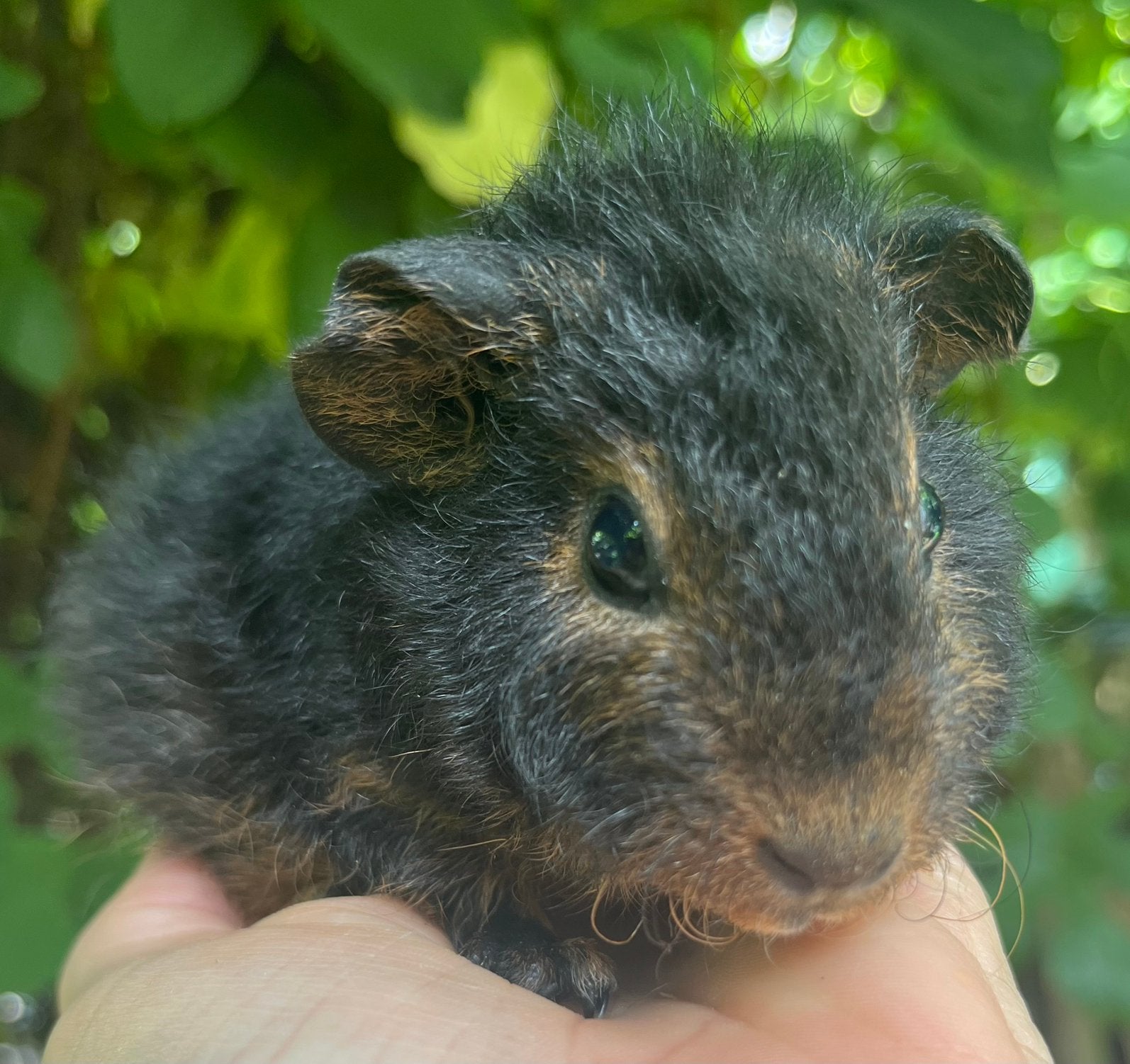 Lief Bruin otter Rex zeugje met wit pootje, Dieren en Toebehoren, Juli, Vrouwelijk, Cavia
