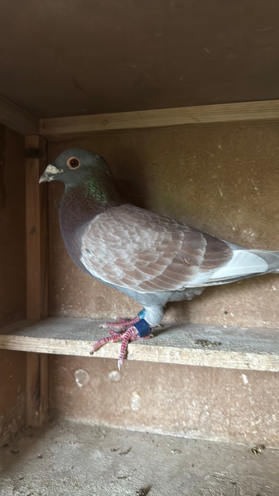 Doffer 614, Dieren en Toebehoren, Vogels | Duiven, Mannelijk, Postduif