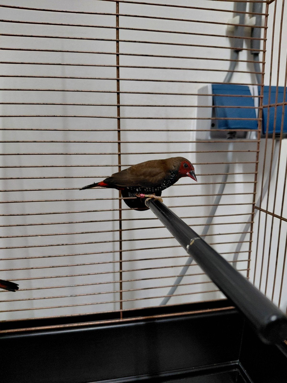 Geschilderde astrilde mannen., Dieren en Toebehoren, Vogels | Overige Vogels, Mannelijk, Geringd