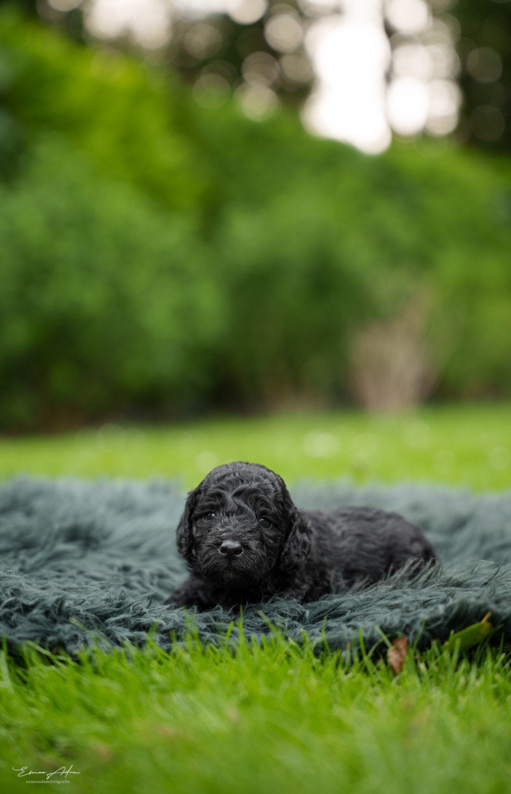 Prachtig medium Labradoodle pups met afstammingsbewijs, Dieren en Toebehoren, Honden | Niet-rashonden, Parvo, 8 tot 15 weken, Meerdere