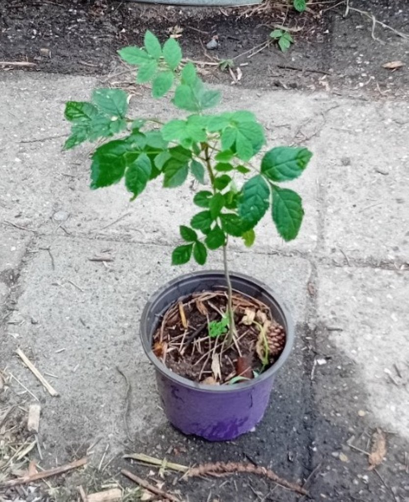 Es (Fraxinus excelsior)., Tuin en Terras, Planten | Bomen, Lente, 100 tot 250 cm, Volle zon, In pot