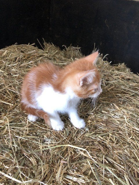Heel mooi boerderij Rood-wit katertje, Meerdere dieren, Kortharig, 0 tot 2 jaar