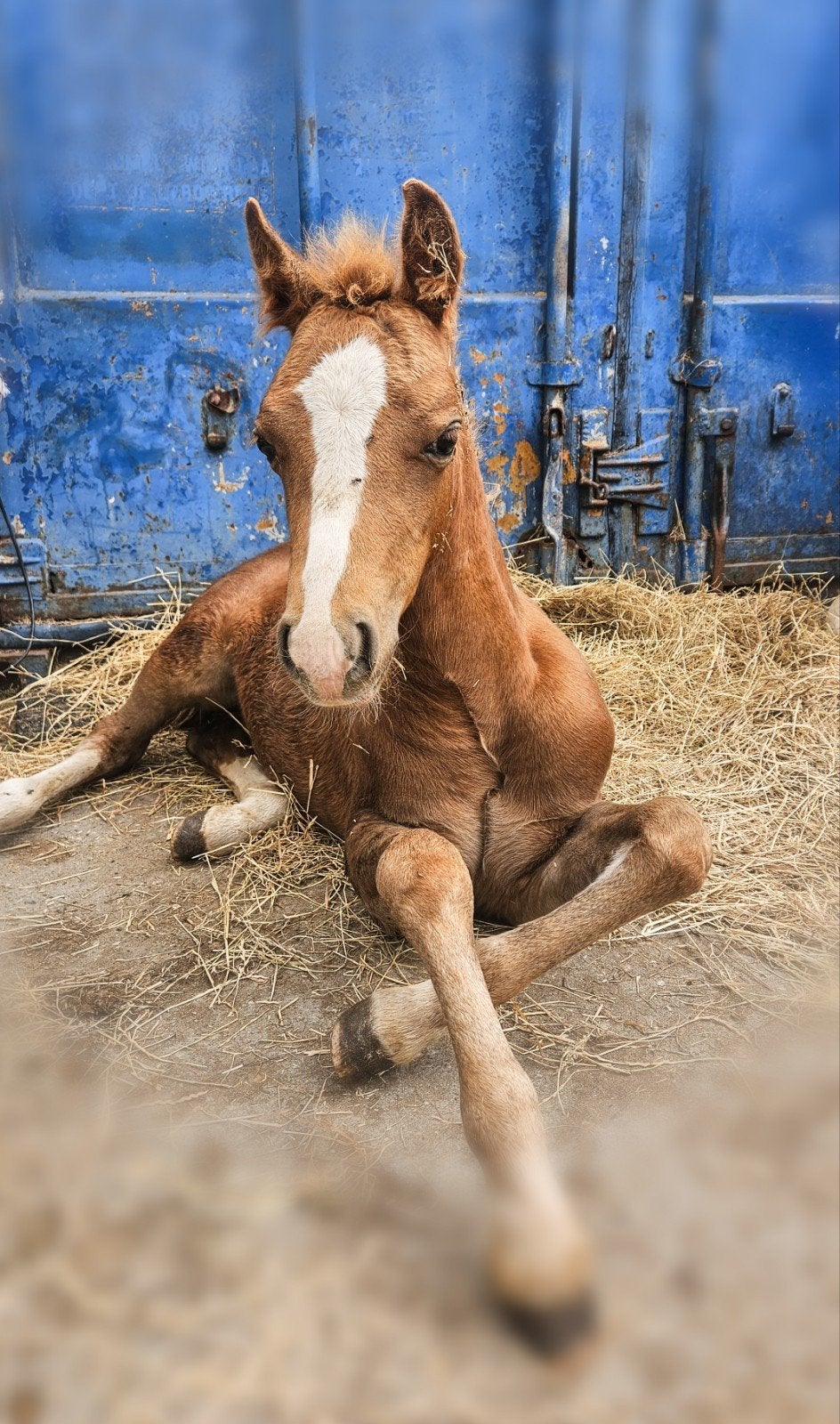 welsh hengstje, Dieren en Toebehoren, Paarden, Minder dan 160 cm, Dressuurpaard, 0 tot 2 jaar, Hengst