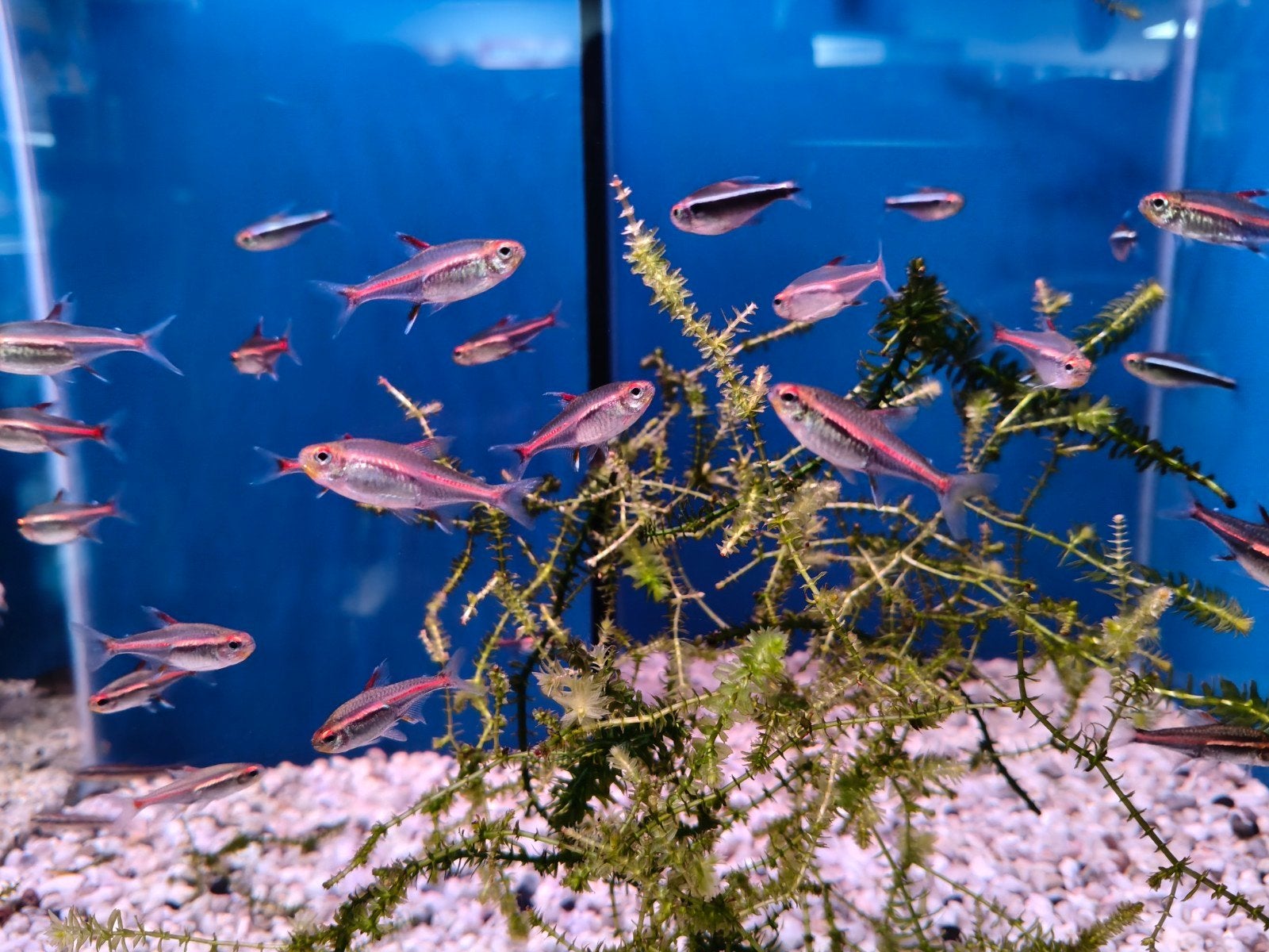 Vuur neon , zwarte neon, Dieren en Toebehoren, Vis